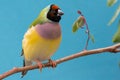 Pretty Female Gouldian Finch from Australia Royalty Free Stock Photo