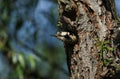 A pretty female Great spotted Woodpecker, Dendrocopos major, emerging from its nesting hole in a Willow tree.