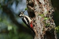 A pretty female Great spotted Woodpecker, Dendrocopos major, perching on the edge of its nesting hole in a Willow tree with a beak