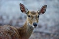 A pretty female Manchurian Sika Deer Royalty Free Stock Photo