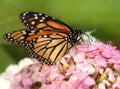 Pretty Female Monarch Butterfly on Pink Sweet William Flowers