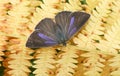 A pretty female Purple Hairstreak Butterfly Favonius quercus perched on bracken. Royalty Free Stock Photo