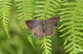 A pretty female Purple Hairstreak Butterfly Favonius quercus perched on bracken. Royalty Free Stock Photo