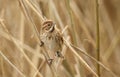 A pretty female Reed Bunting Emberiza schoeniclus perched on a twig in the reed bed. Royalty Free Stock Photo