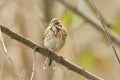 A pretty female Reed Bunting Emberiza schoeniclus perched on a twig in a tree.