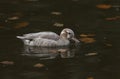 A stunning female Ringed teal Callonetta leucophrys swimming and feeding on a lake.