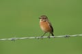 A pretty female Stonechat, Saxicola rubicola, perching on a barbed wire fence. Royalty Free Stock Photo