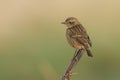 A pretty female Stonechat, Saxicola torquata, perching on the tip of a plant stem. Royalty Free Stock Photo