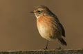 A pretty female Stonechat, Saxicola torquata, perching on a wooden fence. Royalty Free Stock Photo