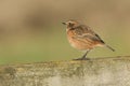 A pretty female Stonechat, Saxicola torquata, perching on a wooden fence. Royalty Free Stock Photo