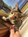 Pretty Female Tortoishell Tabby Kitten