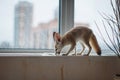 Pretty Fennec fox cub in front of window