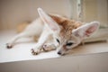 Pretty Fennec fox cub in front of window