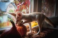 Pretty Fennec fox cub with Haloween pumpkins