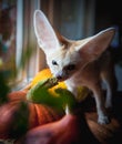 Pretty Fennec fox cub with Haloween pumpkins Royalty Free Stock Photo