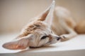 Pretty Fennec fox cub in light room