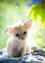 Pretty fennec fox cub with luminious background