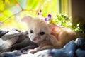 Pretty fennec fox cub with luminious background