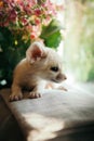 Pretty fennec fox cub with pink flowers