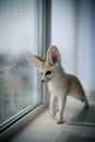 Pretty Fennec fox cub in front of window