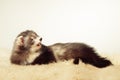 Nice female angora ferret laying on fur in studio