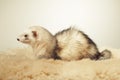 Nice light color ferret female posing in studio Royalty Free Stock Photo