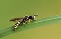 A Field Digger Wasp Mellinus arvensis roosting on a blade of grass. Royalty Free Stock Photo