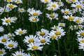 Pretty Field of English Daises