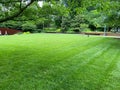 Pretty Field of Green Grass