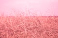 Pretty Field Pink Grass Nature love background