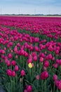 Pretty field of tulips in bloom