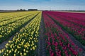 Pretty field of tulips in bloom