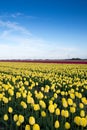 Pretty field of tulips in bloom