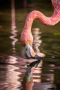 Pretty flamingo close up shot