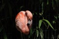 Pretty flamingo preens and poses