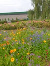 Pretty floral assortment Botanic Gardens, Belfast Royalty Free Stock Photo