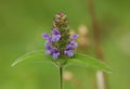 The pretty flower of a Common Self-heal plant, Prunella vulgaris, growing in a meadow in the UK.