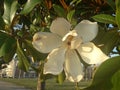 Pretty flower of magnolia