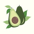 Avocado fuit with leaves illustration Royalty Free Stock Photo