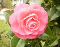 Pretty flower with wet pink petals with green leaves. shimmering camellia