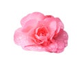 Pretty flower with wet pink petals. shimmering camellia. Isolated on white background