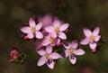 A flowering Common Centaury,  Centaurium erythraea, plant growing in a meadow in the UK. Royalty Free Stock Photo