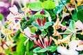 Pretty flowering flowers of perfoliate