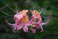 Pretty Flowering Pink Azalea Blossom in the Spring