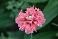 Pretty Flowering Pink Poppy Flower Blooming in Summer Royalty Free Stock Photo