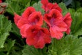 A pretty flowering plant of hibiscus red