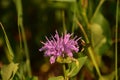 Pretty Flowering Purple Bee Balm with a Bee Royalty Free Stock Photo