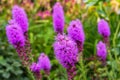 Pretty flowering purple liatris in a garden. Blooming liatris flowers in a garden. Purple liatris closeup. Royalty Free Stock Photo