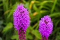 Pretty flowering purple liatris in a garden. Blooming liatris flowers in a garden. Purple liatris closeup. Royalty Free Stock Photo