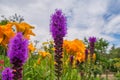 Pretty flowering purple liatris in a garden. Blooming liatris flowers in a garden. Purple liatris closeup. Royalty Free Stock Photo